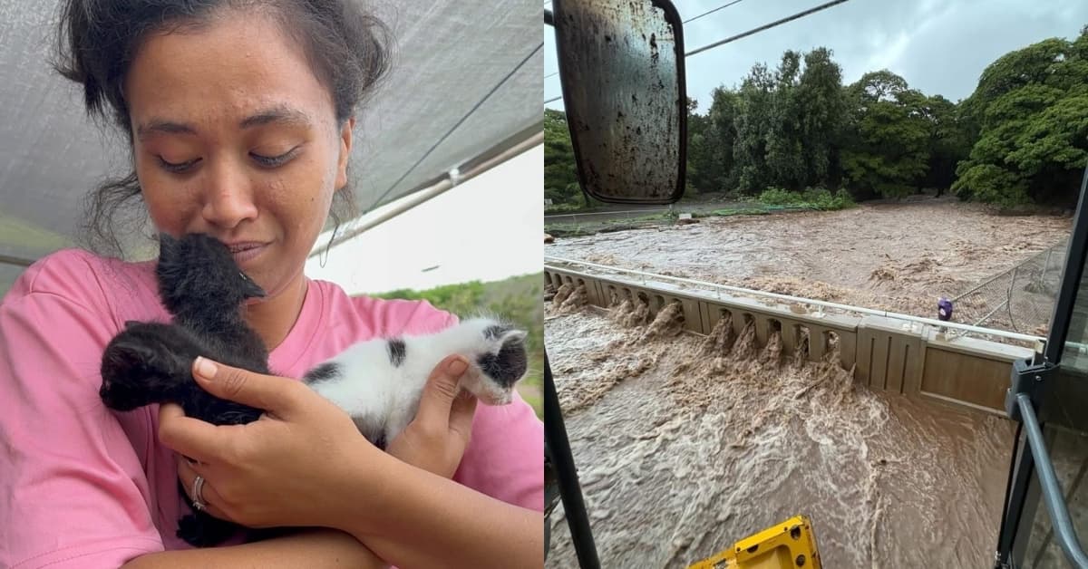 Hawaiian volunteers save cats from historic floods