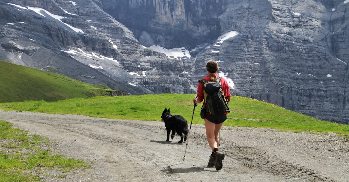 Alaska Shelter Dogs Find Homes Faster Through Hiking Program