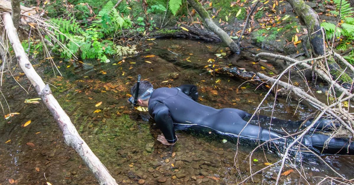 Park Ranger Takes First Wild Photos of Baby Giant Salamanders